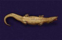 Spectacled caiman Collection Image, Figure 11, Total 12 Figures